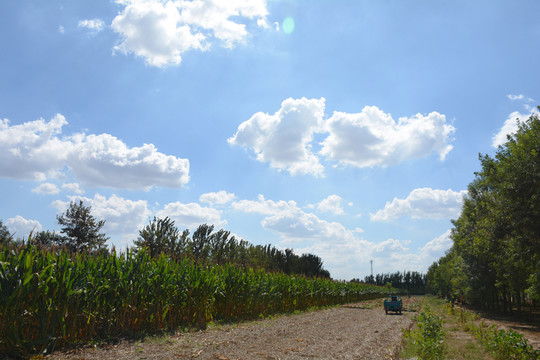 田野風(fēng)光