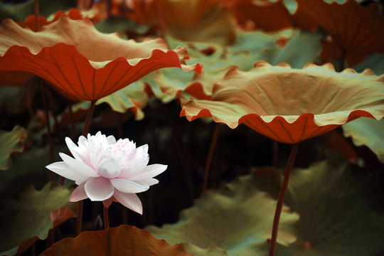 荷花