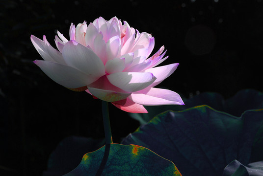 荷花