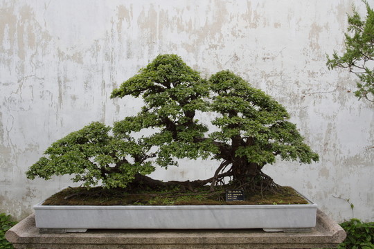 榆樹 盆景 拙政園