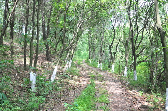 林間小路