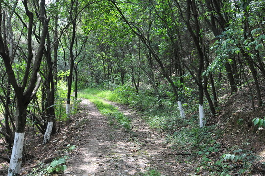 林間小路