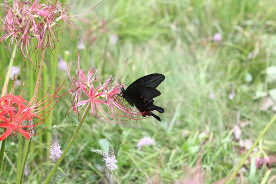 蝶戀花