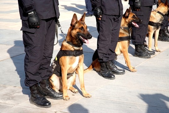 警犬 黑背