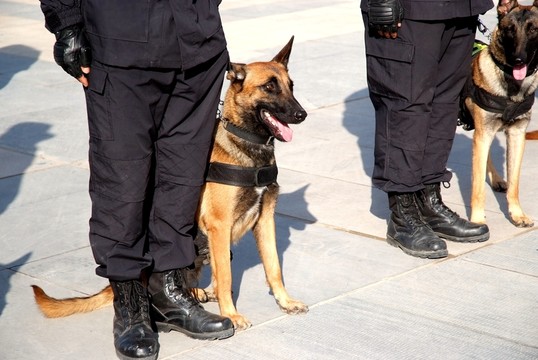 狼狗 警犬 執(zhí)勤