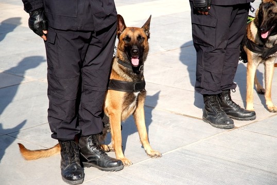 警犬 執(zhí)勤