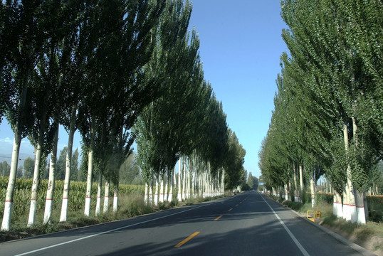 鄉(xiāng)村公路 白楊樹