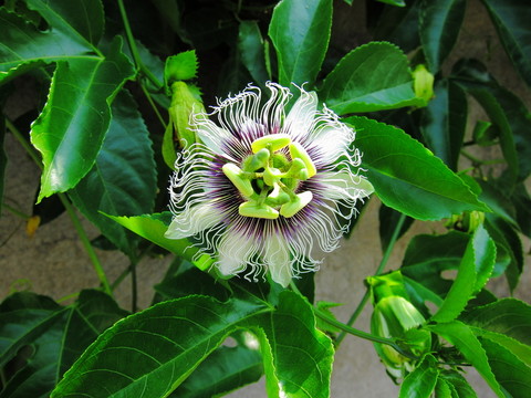 百香果花