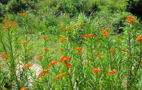 小紅花