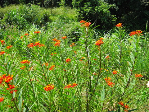 小紅花