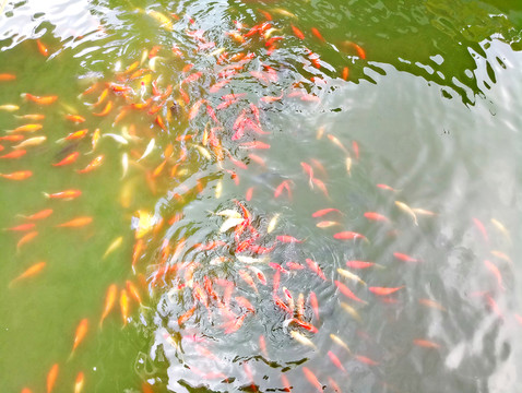 金魚池 觀賞魚