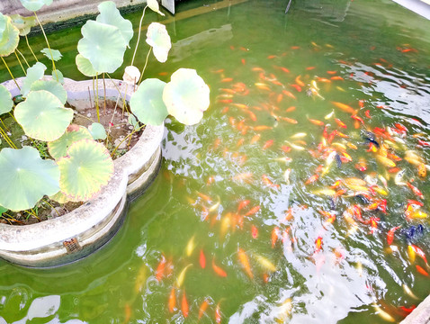 金魚池 觀賞魚