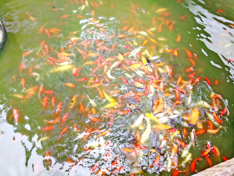 金魚(yú)池 觀賞魚(yú)