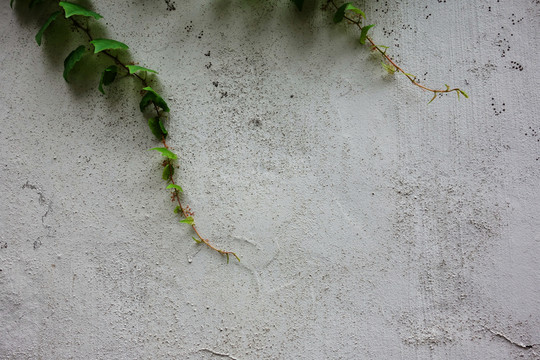 植物背景墻