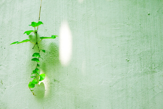 植物墻