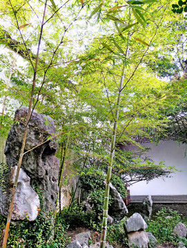 陽光竹林 園林小景