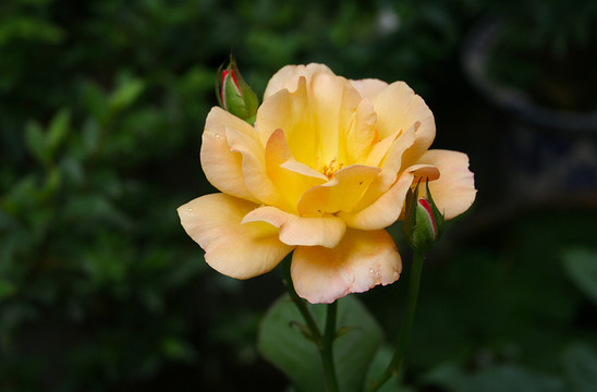 黃色月季花