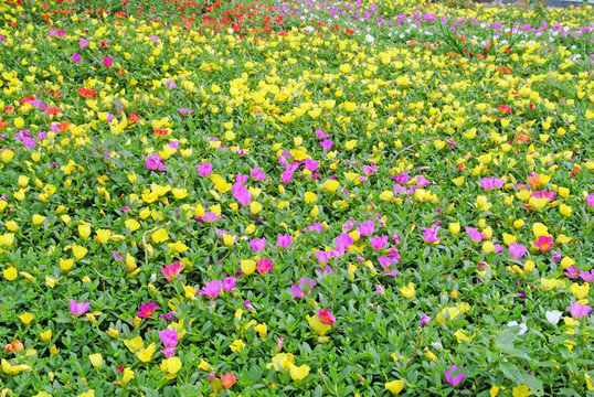 馬齒莧 鮮花背景素材