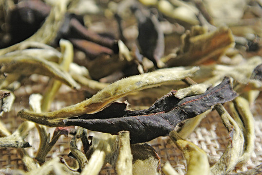 茶葉特寫(xiě) 紅茶 白茶