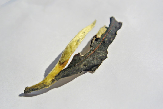月光白茶 茶葉特寫 紅茶 白茶