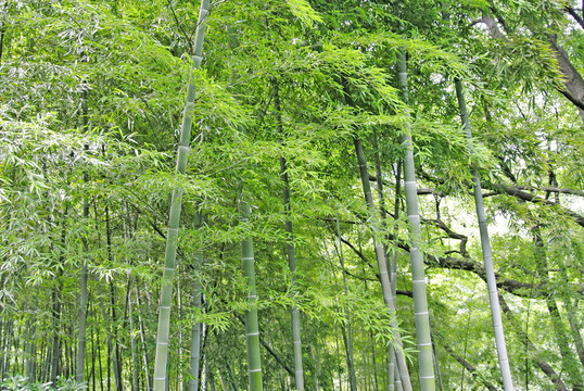 竹子 陽(yáng)光竹林背景 竹林素材