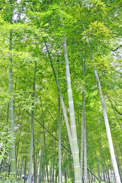 竹子 陽光竹林背景 竹林素材