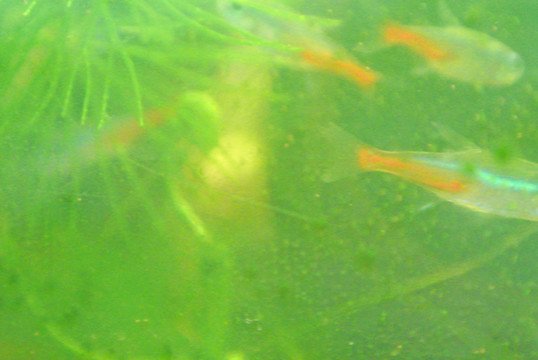水草 水族 紅綠燈魚