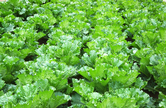 綠色菜園