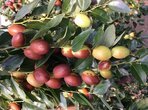 紅棗樹