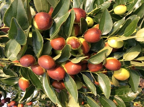 紅棗