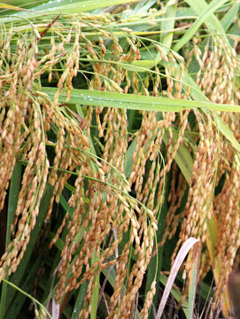 水稻 水稻田 稻穗 稻田