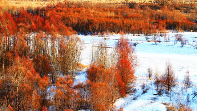 雪野紅柳