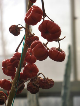 紅果
