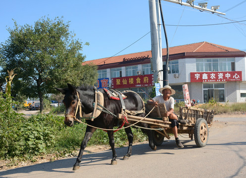 騾車