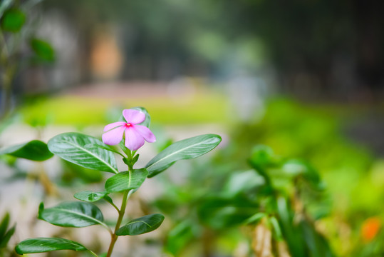 路邊小花