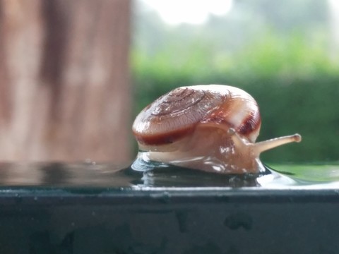 蝸牛