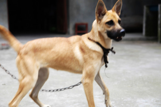 家犬