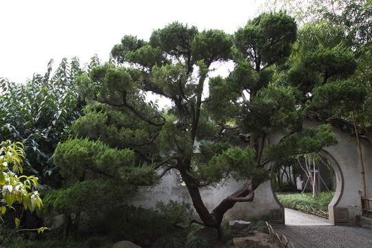 羅漢松 院墻 拙政園