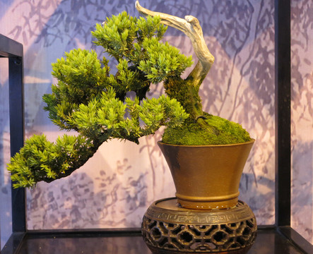 植物造型 盆景植物