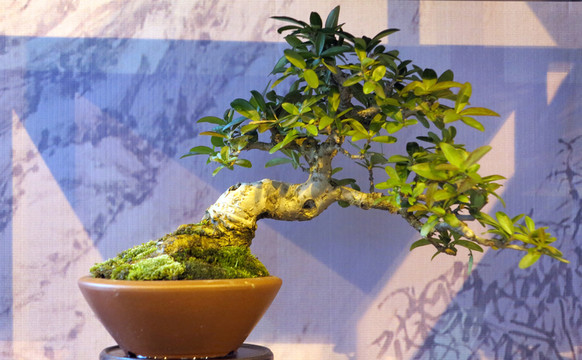 盆景 造型植物