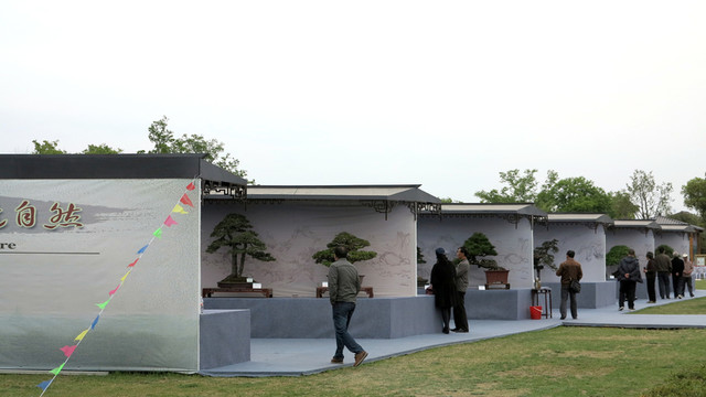 盆景展  盆景大賽