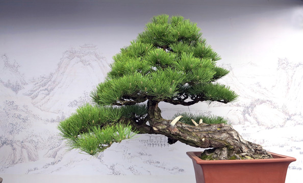 植物造型 盆景展