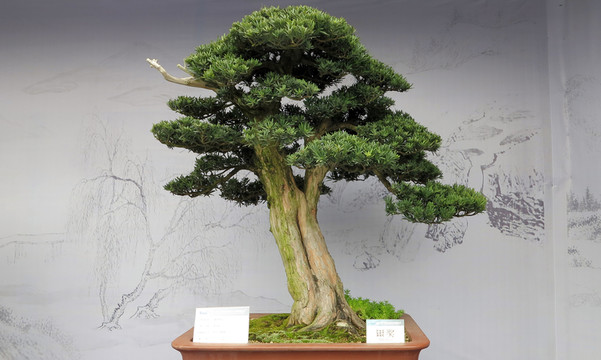盆景展 盆景大賽