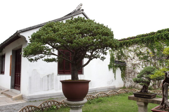 五針?biāo)?盆景 拙政園
