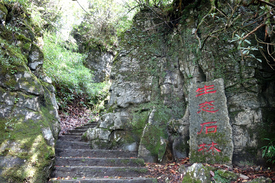 金佛山 生態(tài)石林