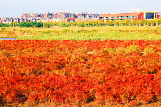 紅色濕地