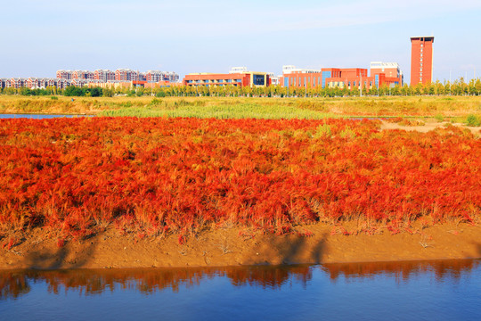 紅色濕地