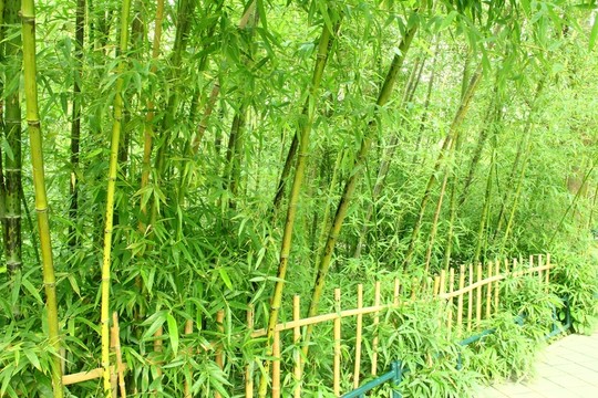 竹林