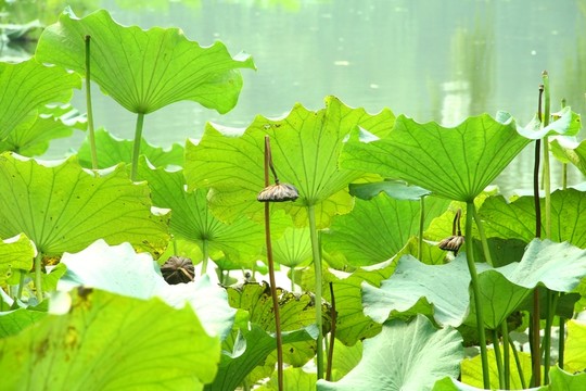 殘荷
