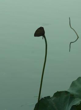蓮蓬